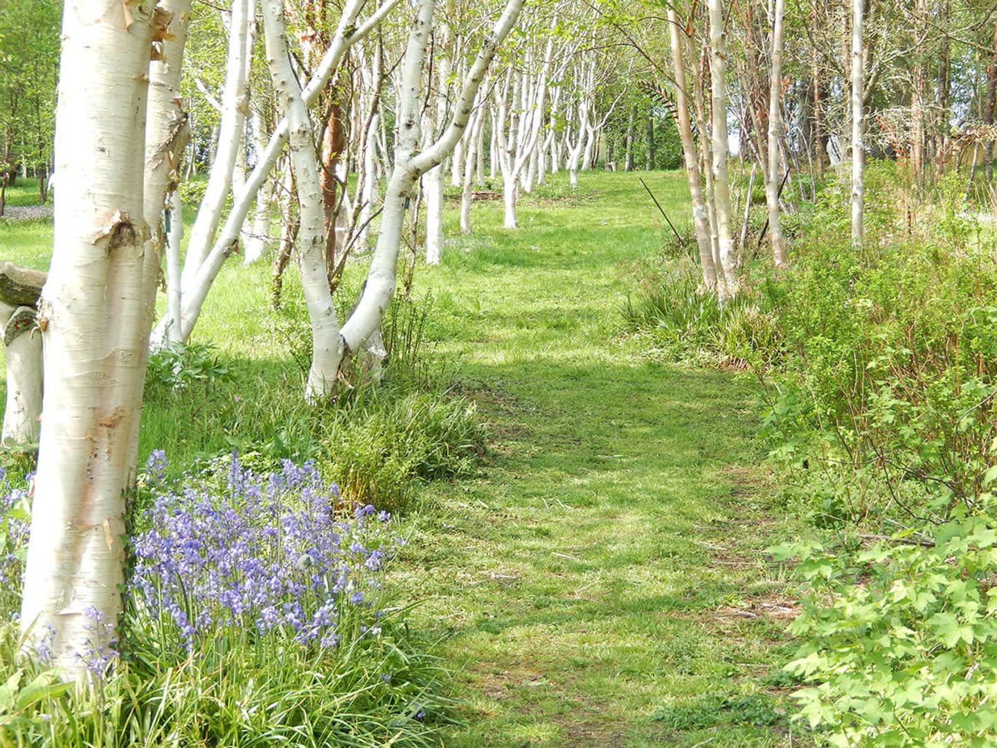 Birch Glade