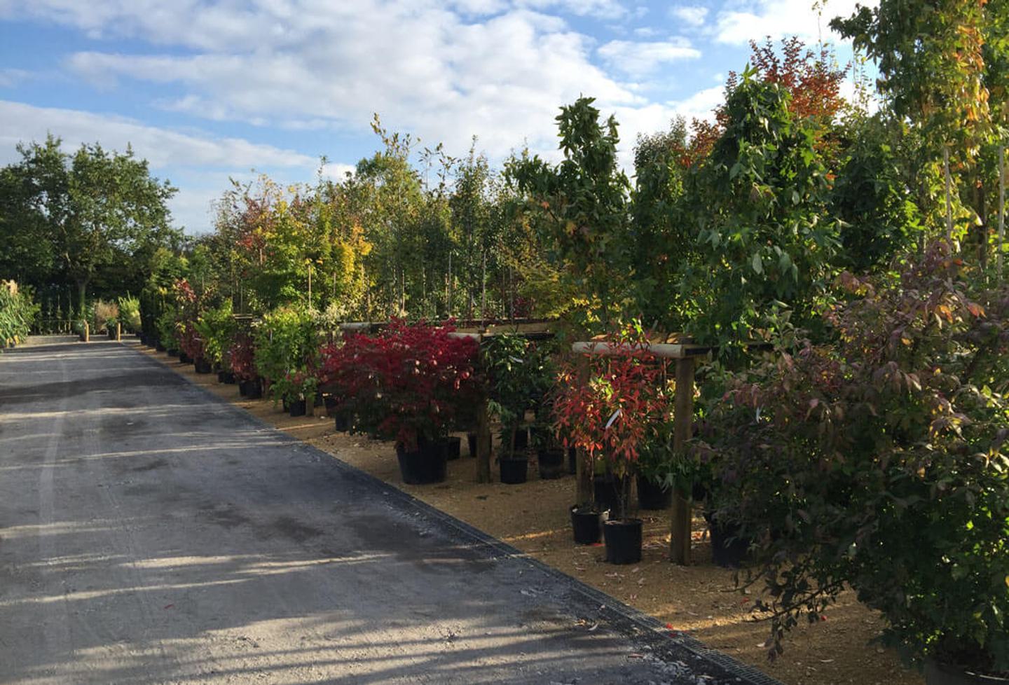 Nursery autumn 1030