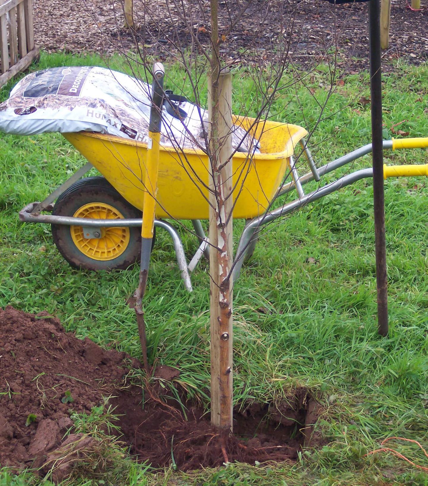 Tree next to stake