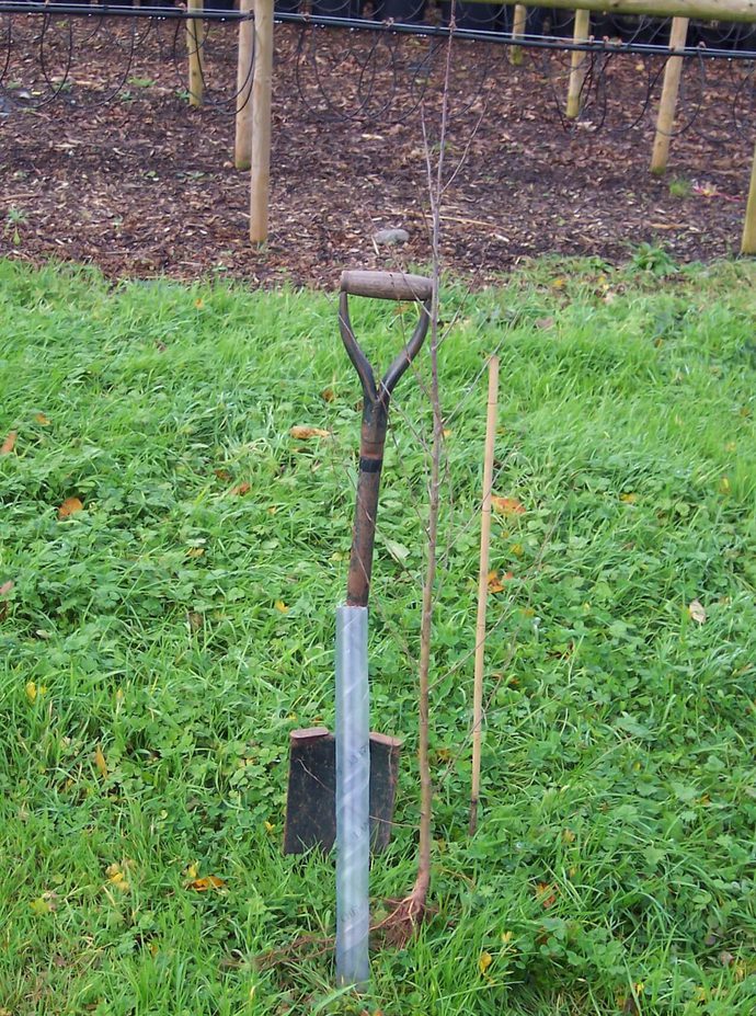 Chew Valley Trees | Planting bare root whips