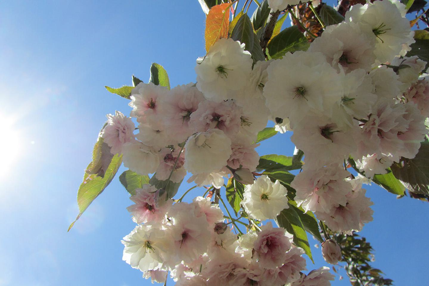 Feeding trees and shrubs