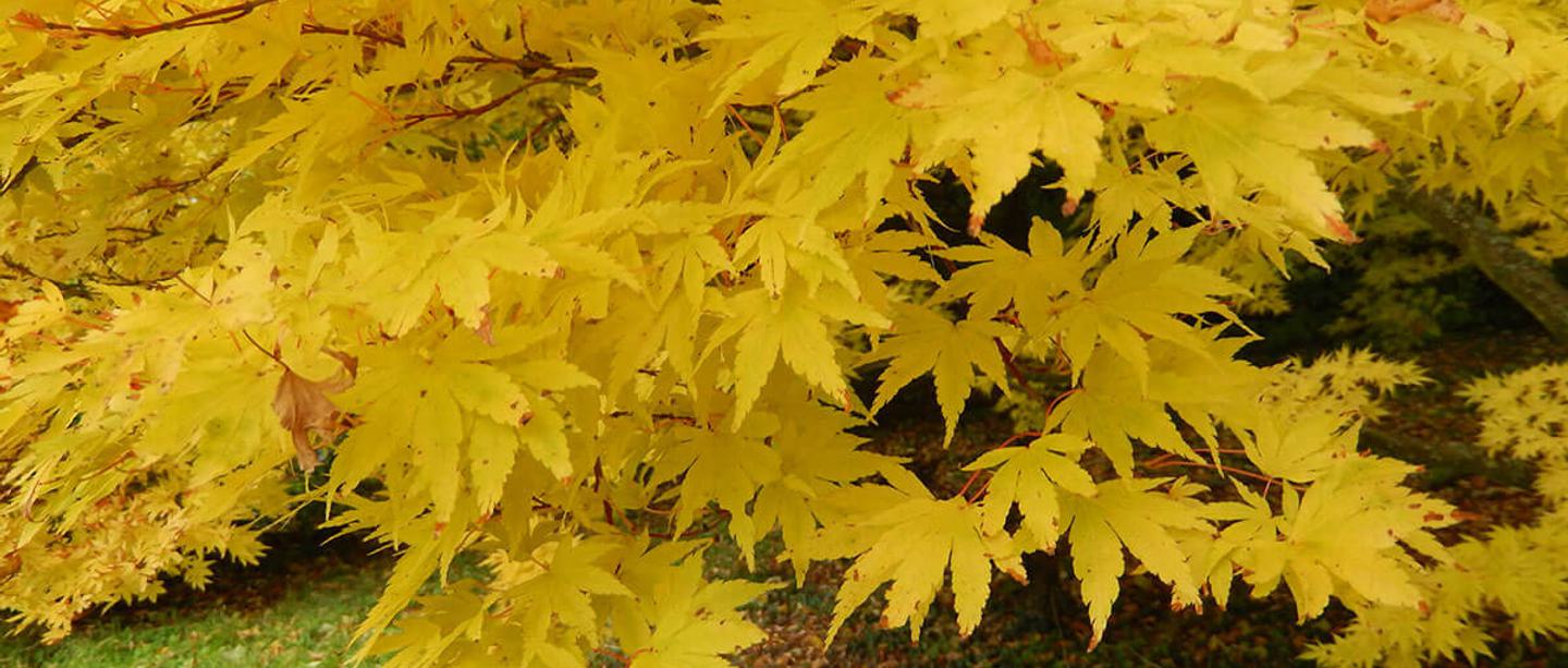 Acer palmatum sango kaku 1