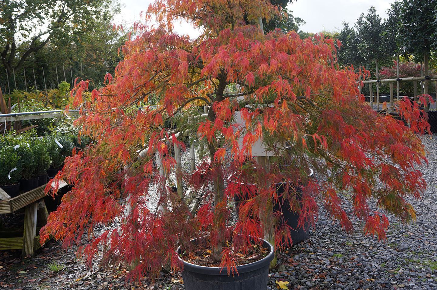 Acer palmatum dissectum Orangeola pot1