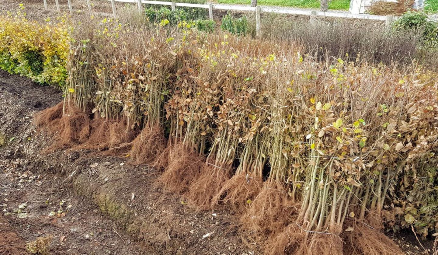 Hedging bare root bundles 1030