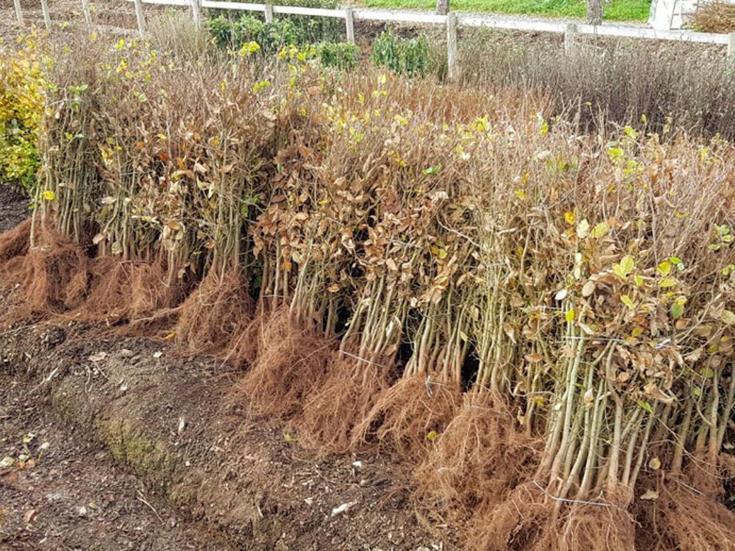 Chew Valley Trees | Pre-Order Bare Root Hedging & Tree Whips Now for…