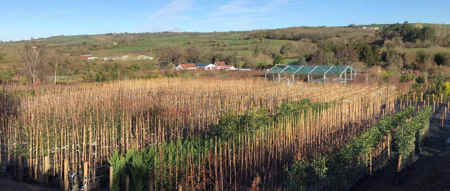 A sea of well organised container-grown trees at the nursery