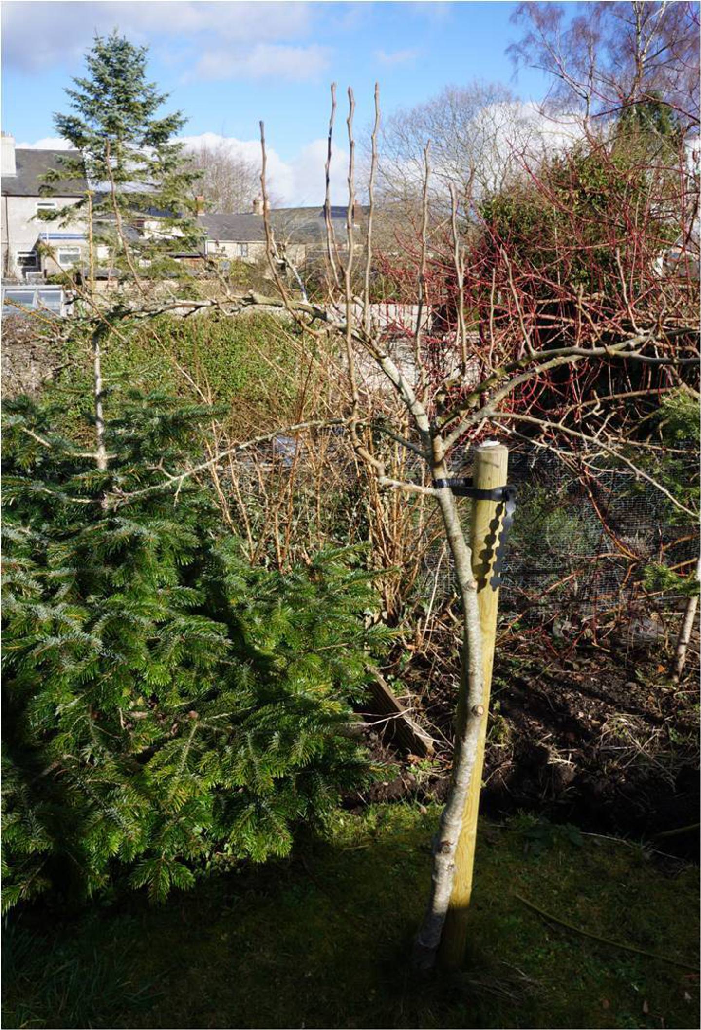 Pear tree poor staking2