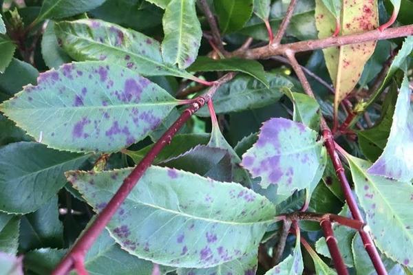 Photinia 'Red Robin' leaves displaying signs of winter