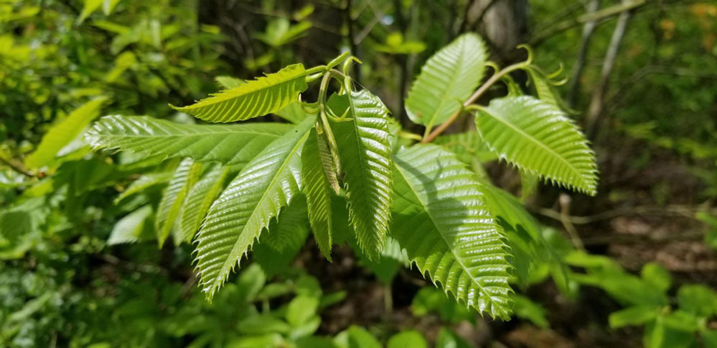 Chestnut leaves May