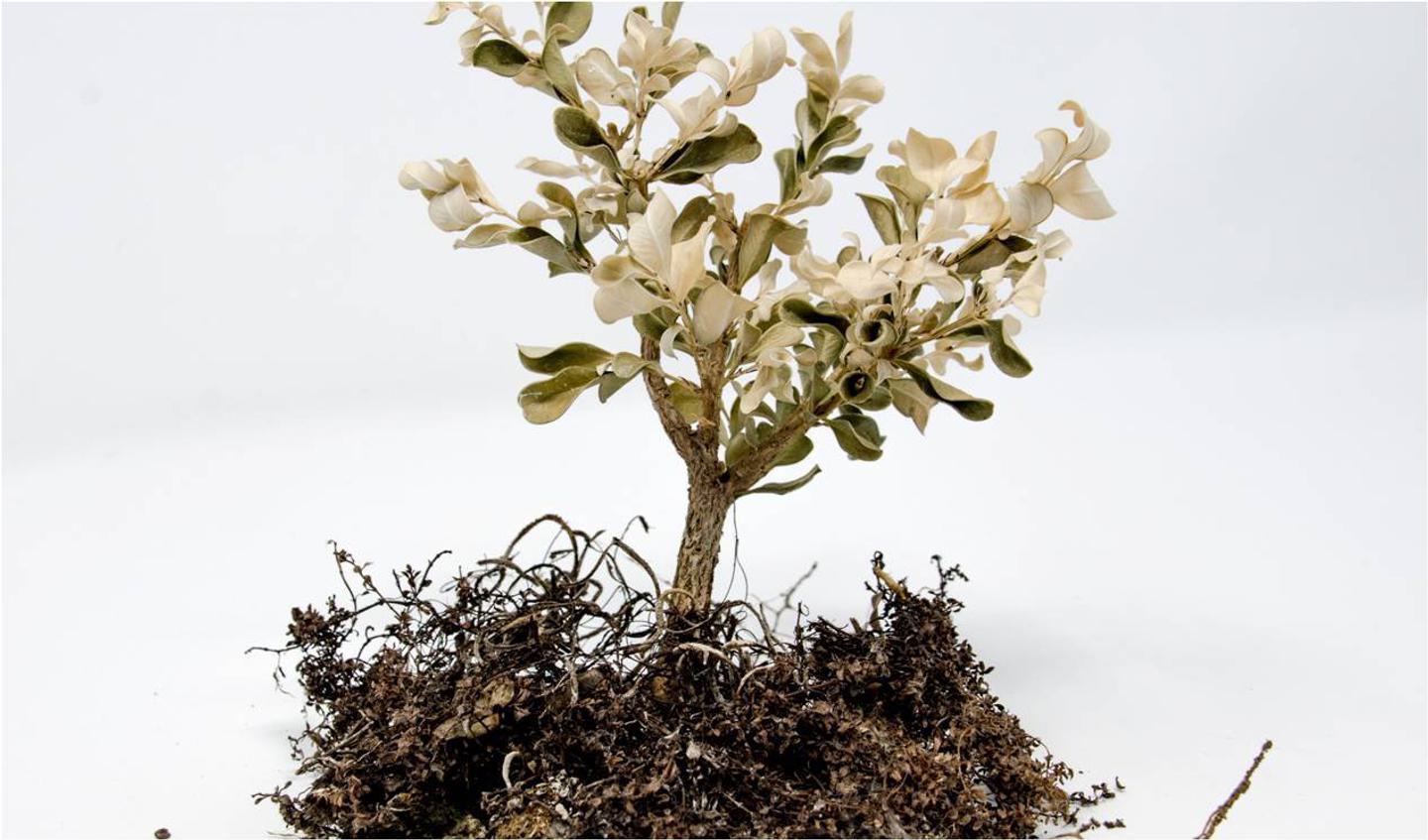 Dead buxus bonsai2