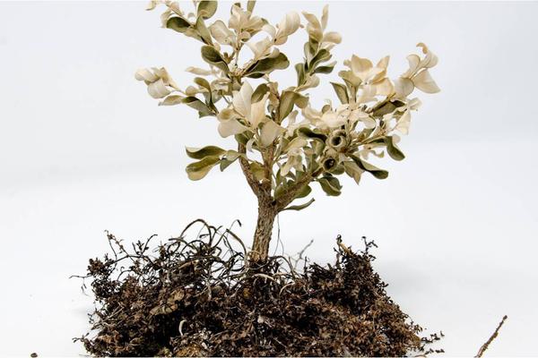 Dead buxus bonsai2