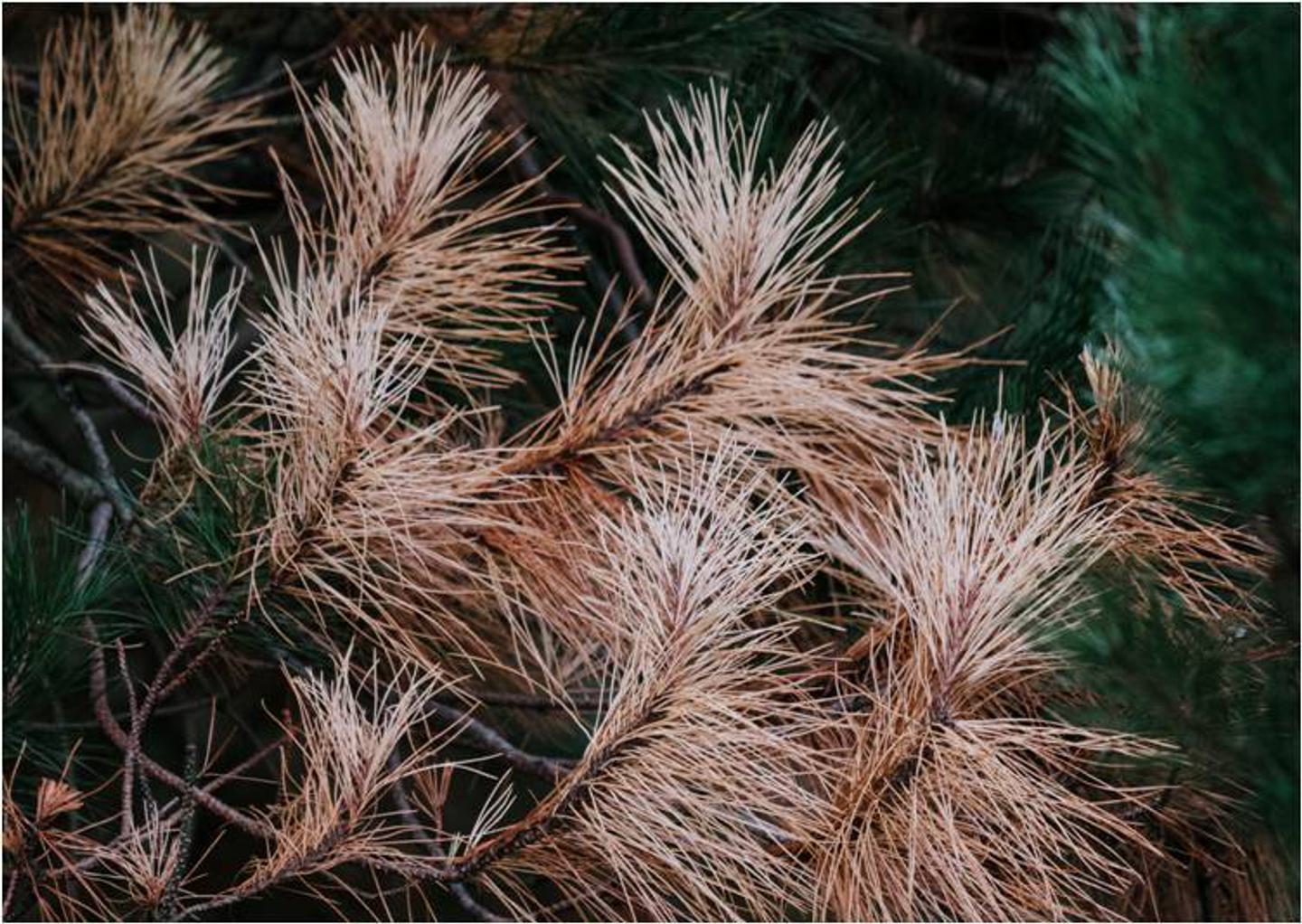 Dead pine dried out underwatering