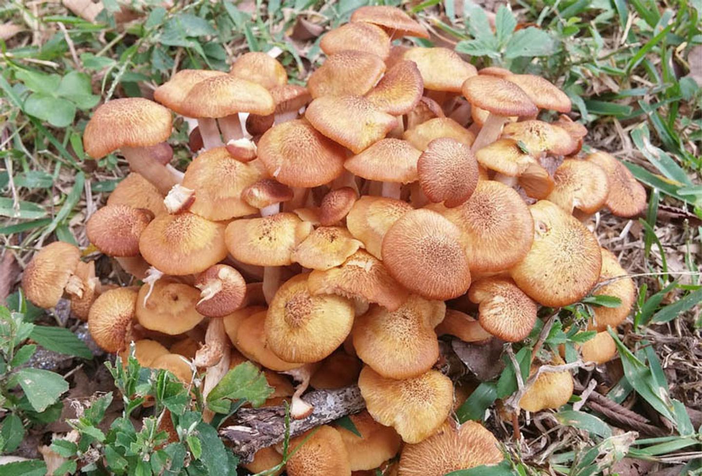 Honey fungus 800