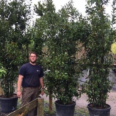 Laurus nobilis 90 L