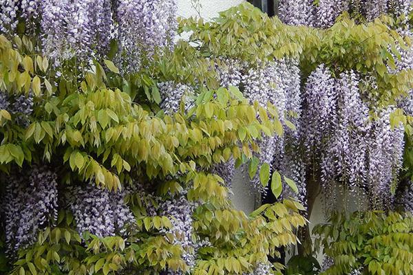 Wisteria 'Lawrence'