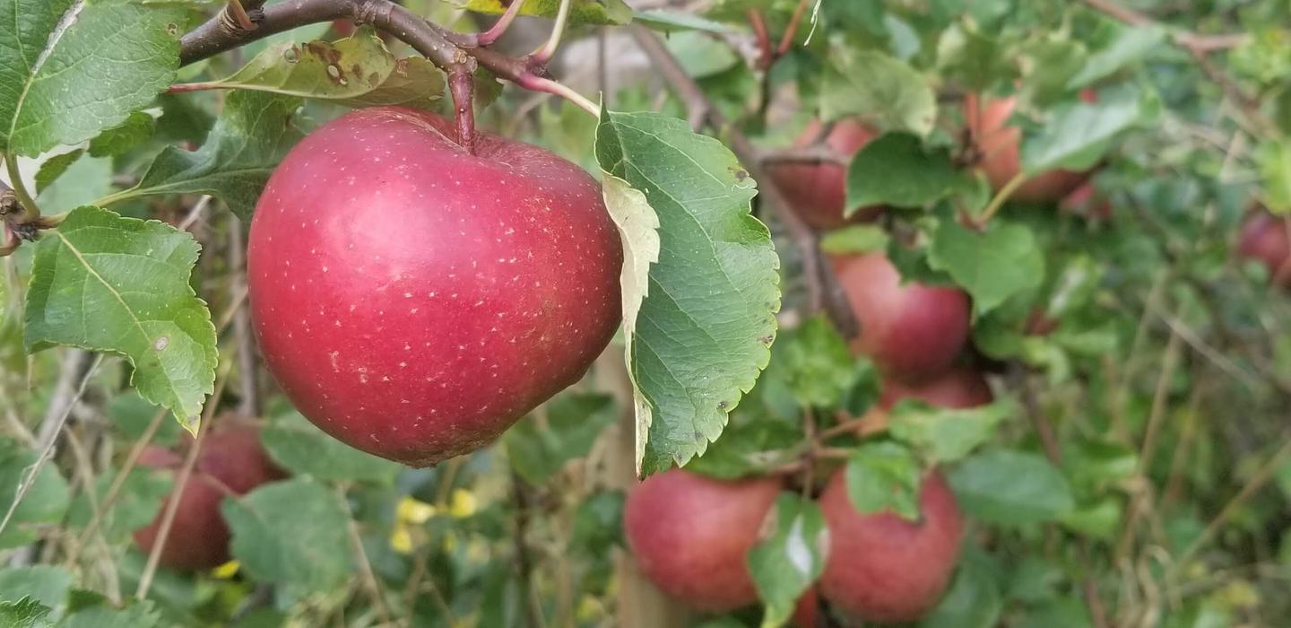 Apple red harvest autumn