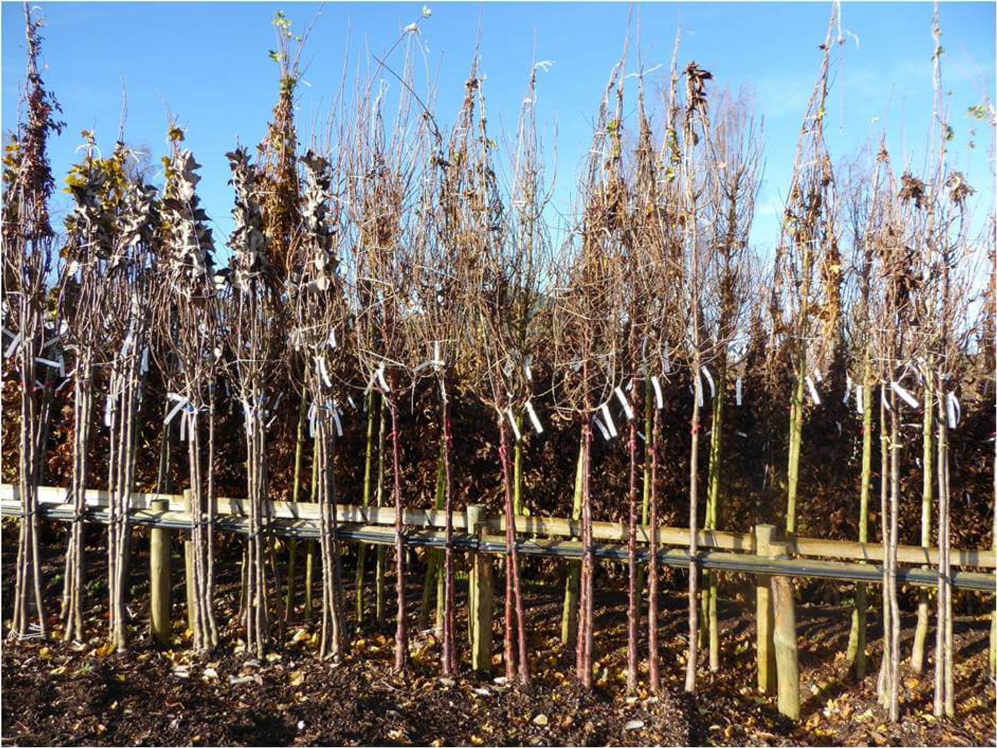Trees bare root heel in trench