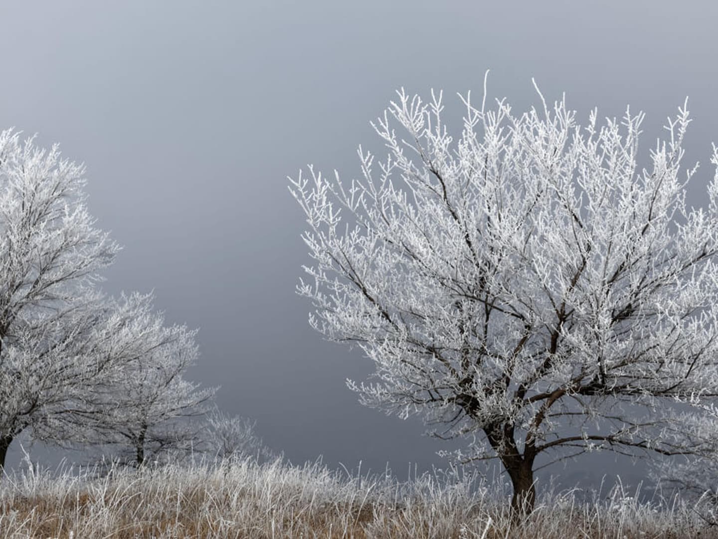 Winter trees frost