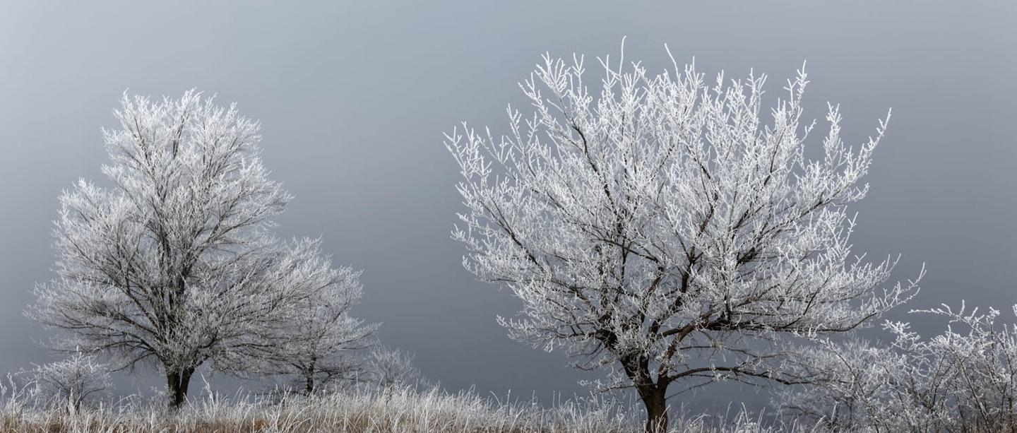Winter trees frost