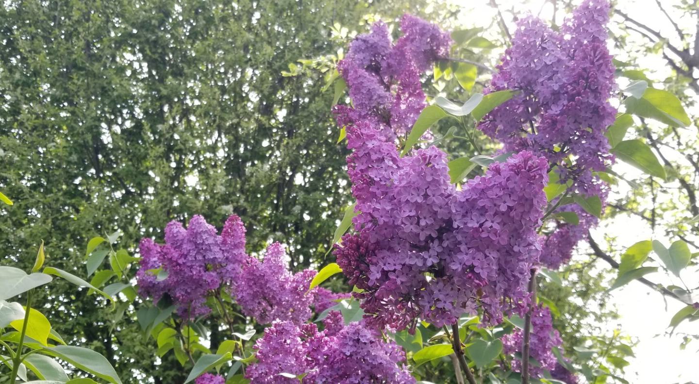 Lilac syringa