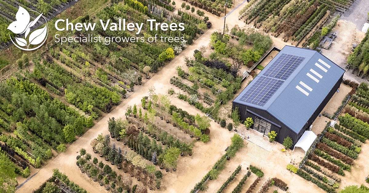Chew Valley Trees logo