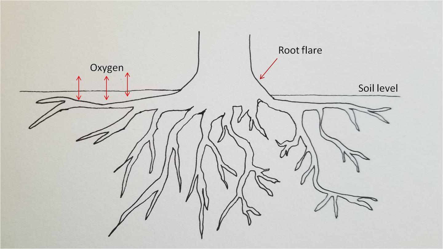 Root flare diagram1