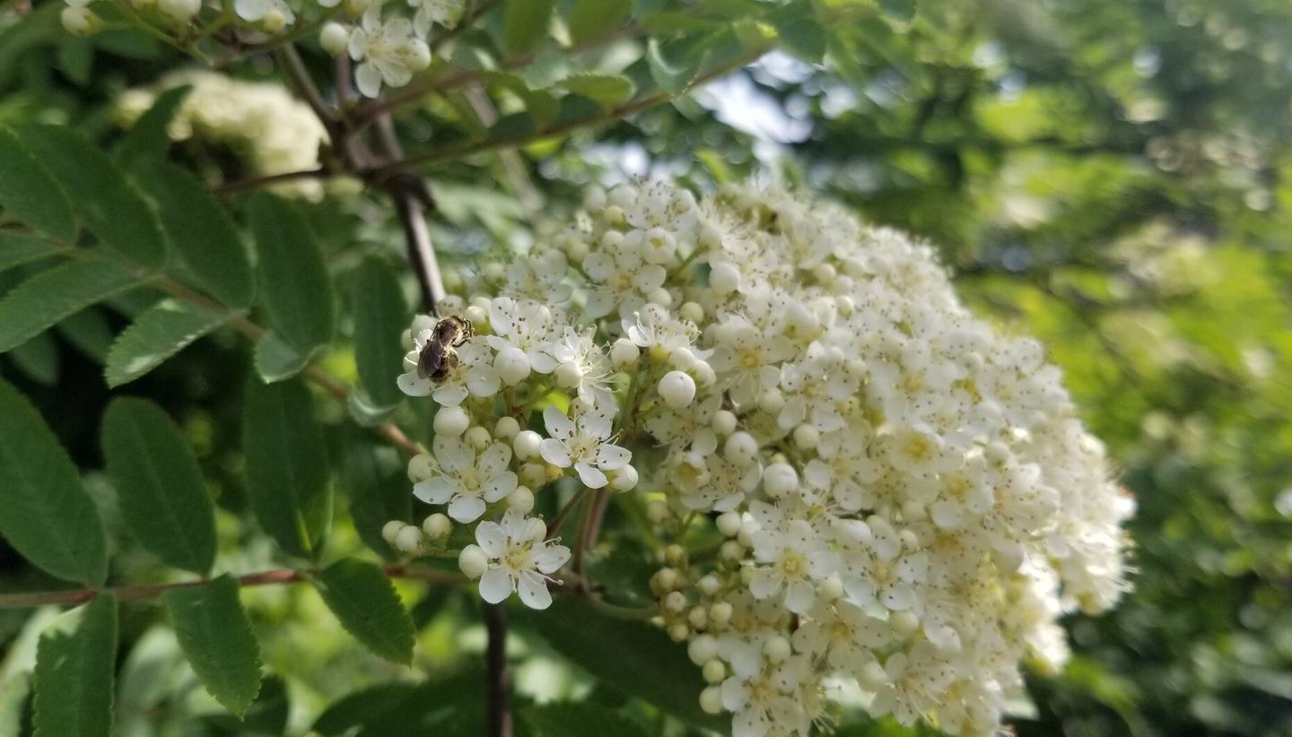 Rowan bee Sorbus auc