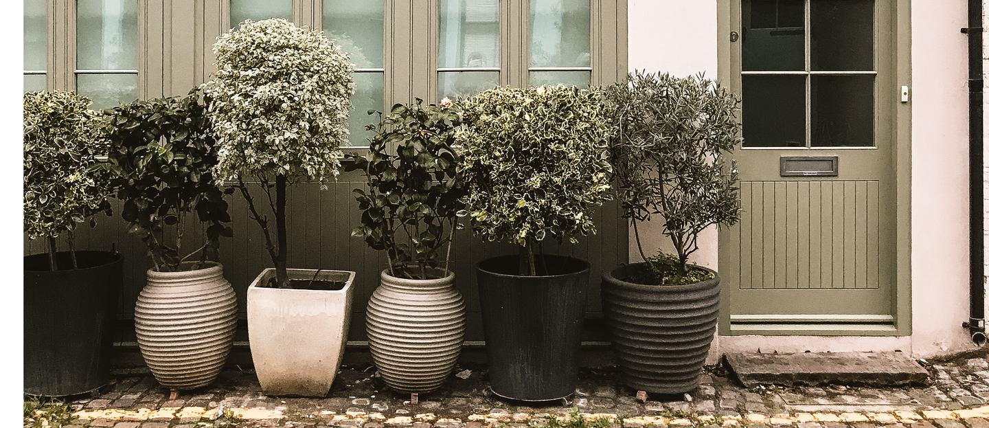 Shrubs in pots