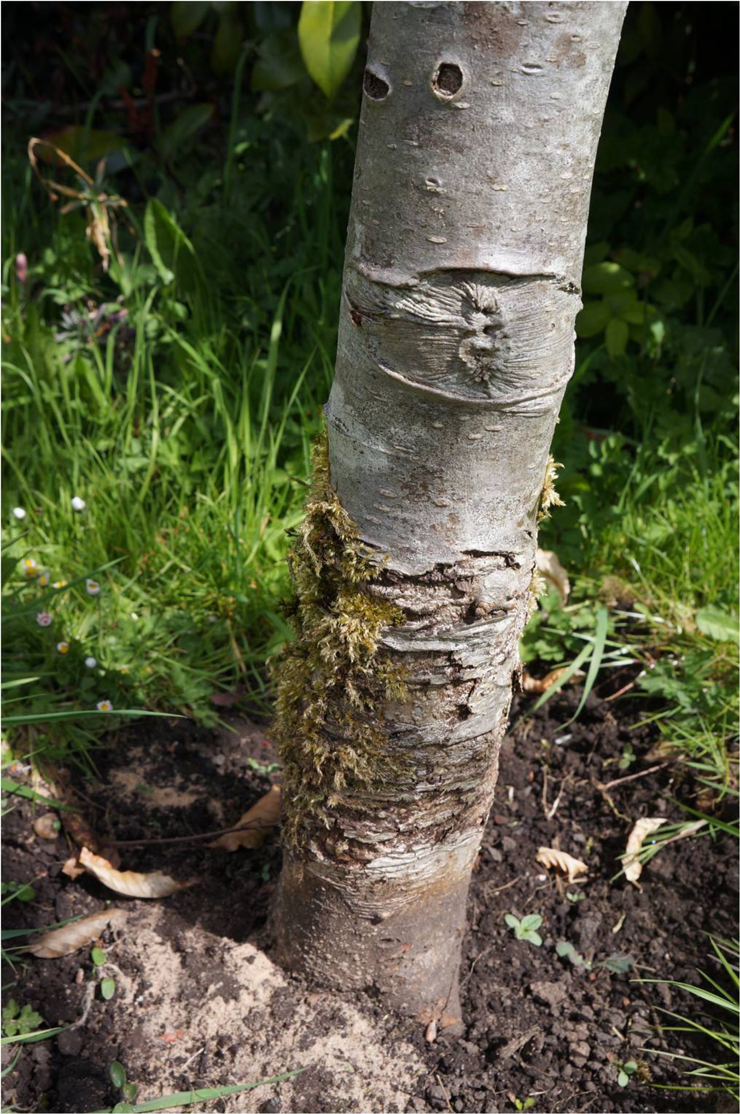 Trunk strimmer damage