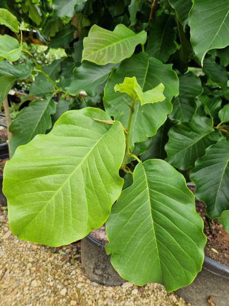 Magnolia George Henry Kern leaf