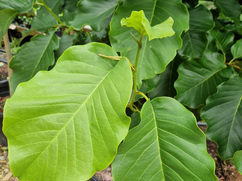 Magnolia George Henry Kern leaf