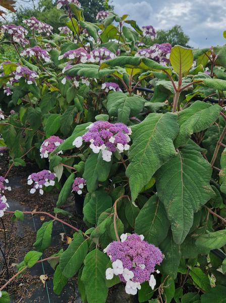 Hydrangea Sargentiana