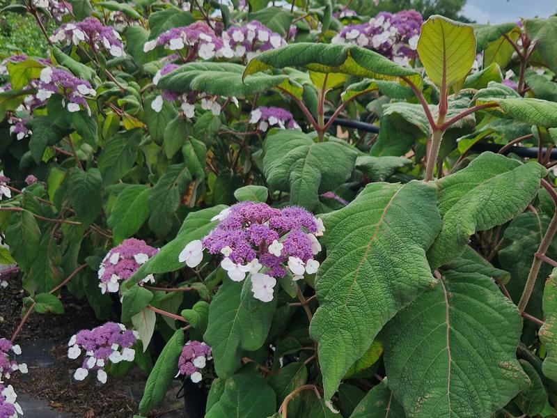 Hydrangea Sargentiana