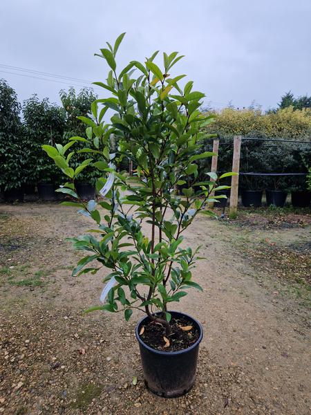 Magnolia White Caviat