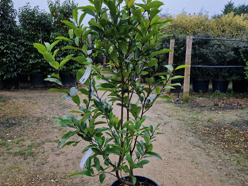 Magnolia White Caviat