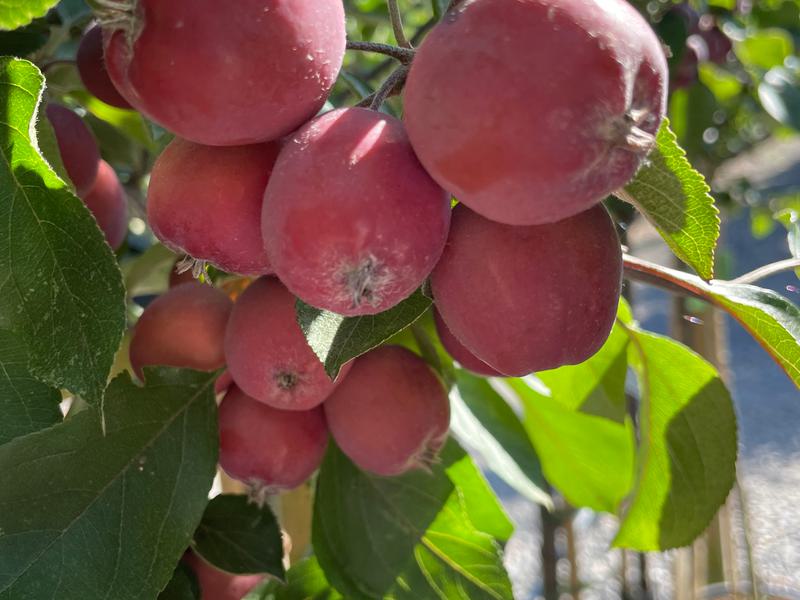 MALUS NEVILLE COPEMAN 2