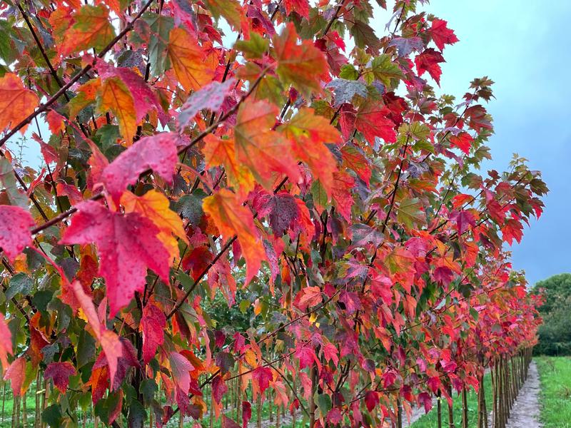 ACER RUBRUM SUN VALLEY1