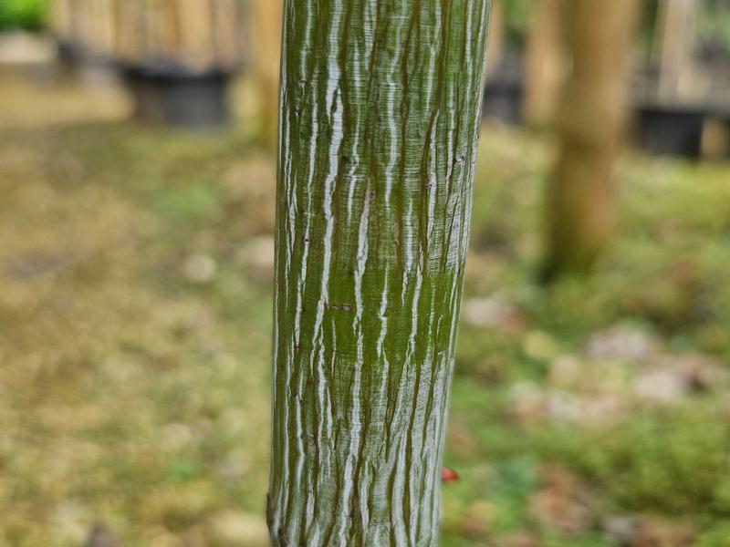 Acer Viper bark