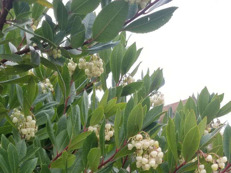 Arbutus unedo 3