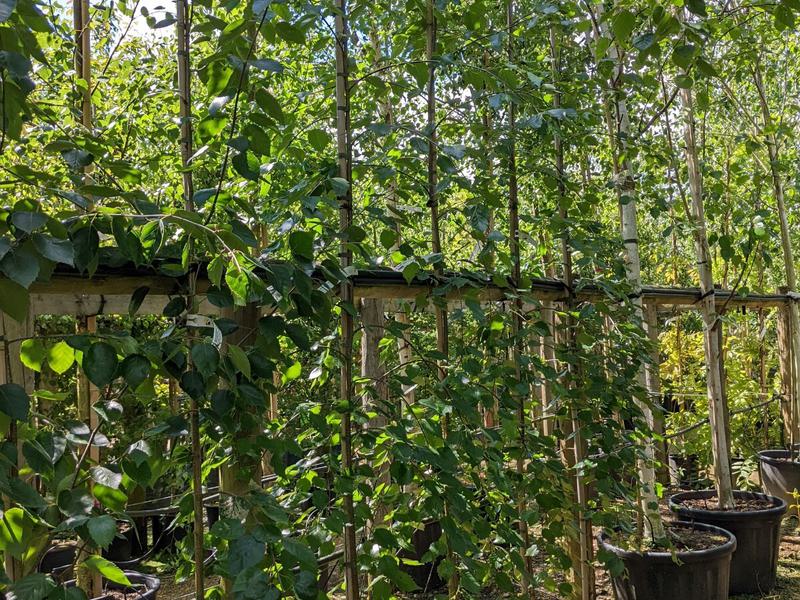 Betula utilis Long Trunk 15 L