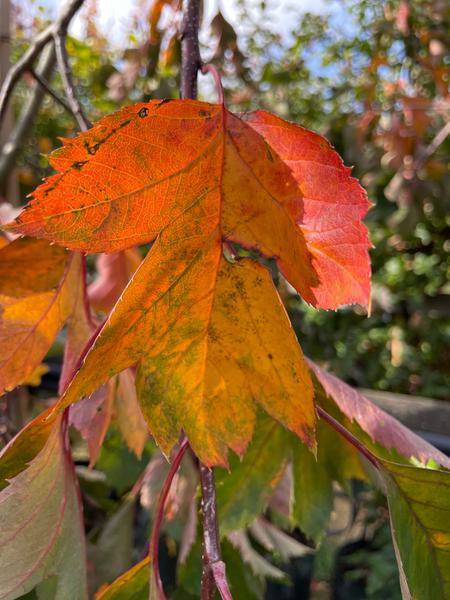 CRATAEGUS PINNATIFIDA BIG BALL