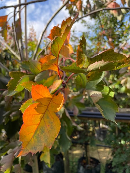 CRATAEGUS PINNATIFIDA BIG BALL 2