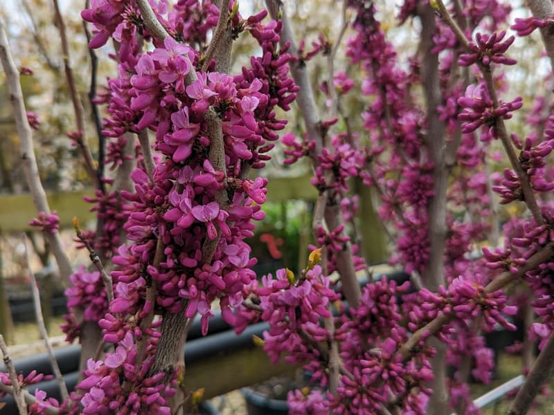 Cercis Avondale flower