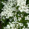 Cornus kousa Chinensis 2