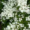 Cornus kousa Chinensis 2