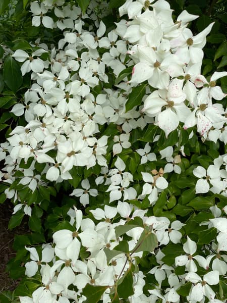 Cornus kousa Chinensis 2