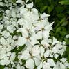 Cornus kousa Chinensis 1