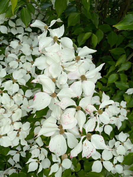 Cornus kousa Chinensis 1