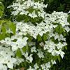 Cornus kousa Chinensis 3