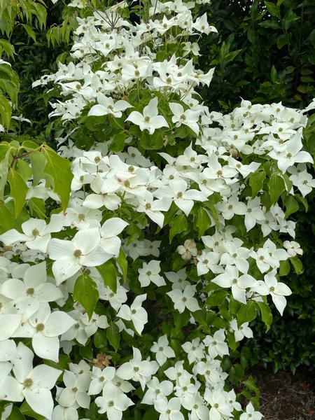 Cornus kousa Chinensis 3
